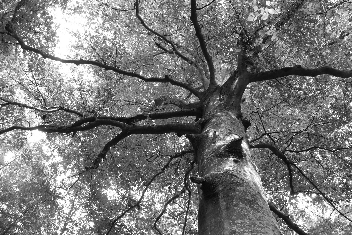 A Mi Chemin Montfort L Amaury Les Arbres De Montfort L Amaury Yvelines Sortie Nature