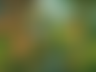 How Aquascapes and Ponds Can Enrich Learning and Wellbeing in Schools