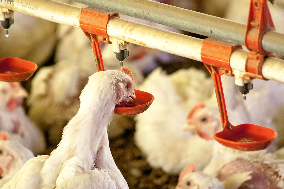 Cómo Resolver los Problemas de Flujo de Agua en Bebederos para Granjas Avícolas y Porcinas