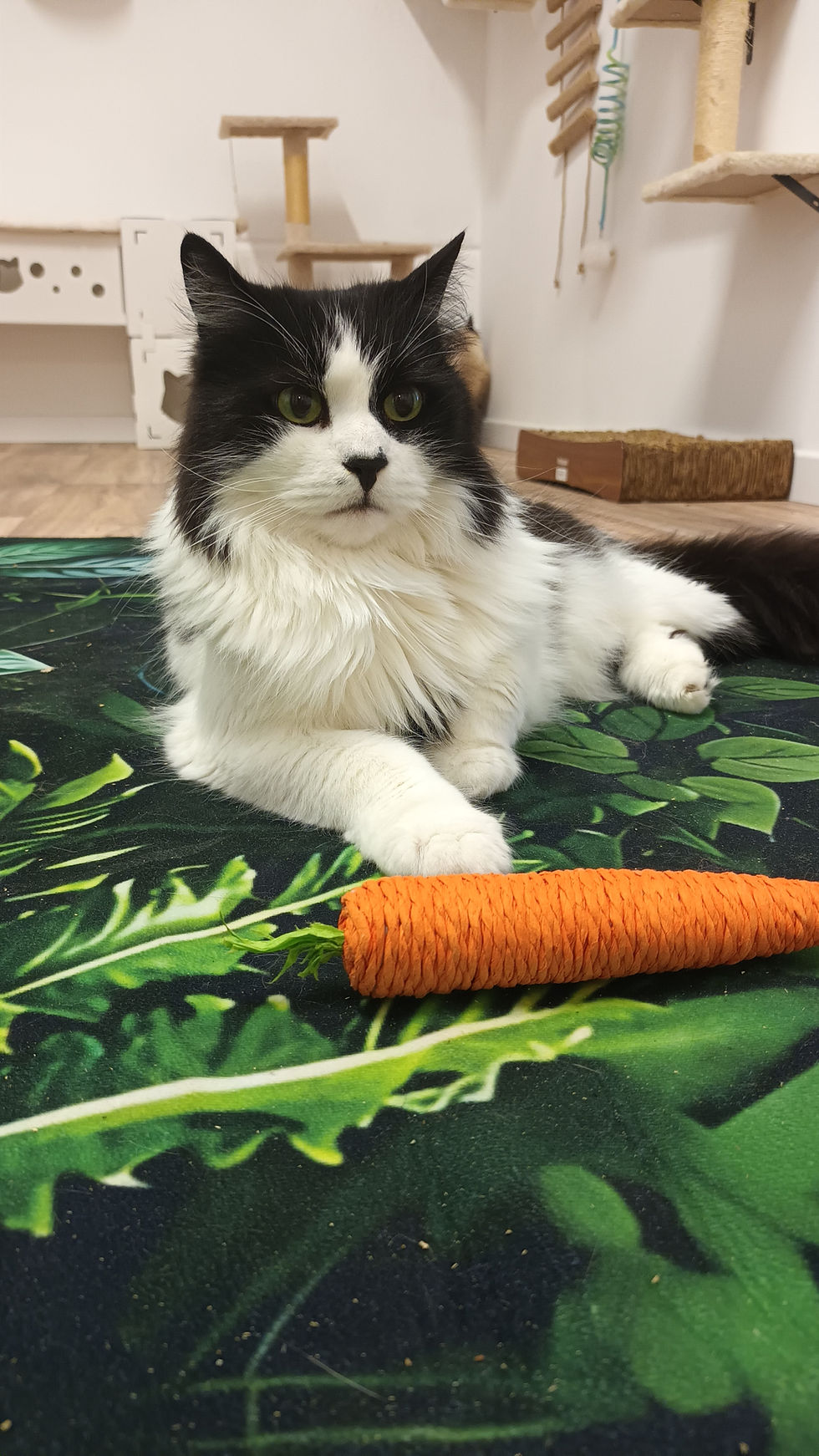 Votre chat seul pendant les grandes vacances à Lille : ce que tout le monde fait (et ce qu'il faut vraiment faire)