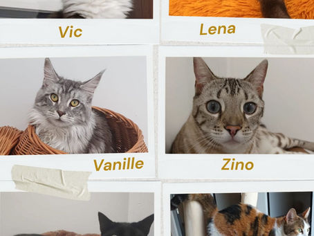 Cohabitation entre chats : mythe ou réalité