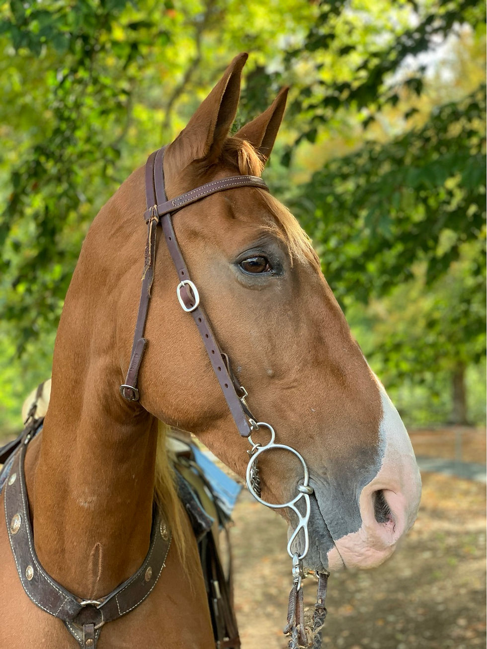 Thumbnail: Willie, 16’1-2 hand, registered 13 y/o TWHBEA, gelding, Russell Springs, KY