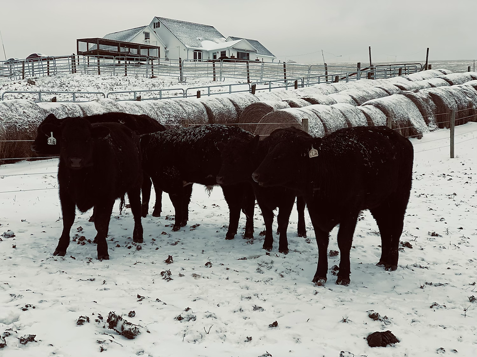 Thumbnail: Fancy Bred Heifers and Hereford Bull