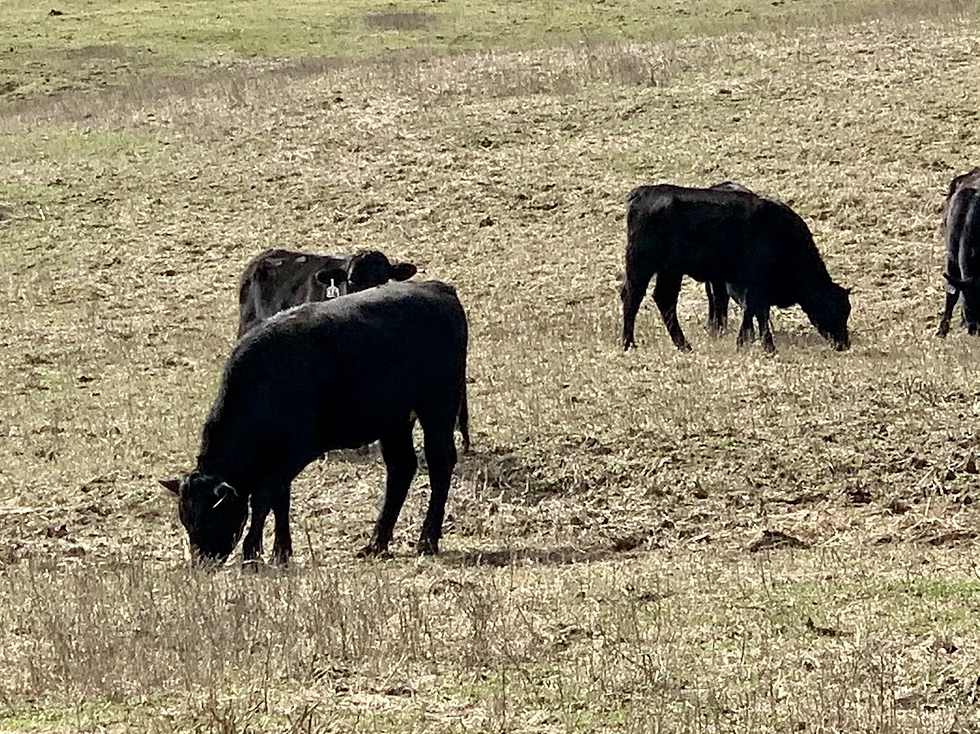 Thumbnail: Fancy Bred Heifers and Hereford Bull