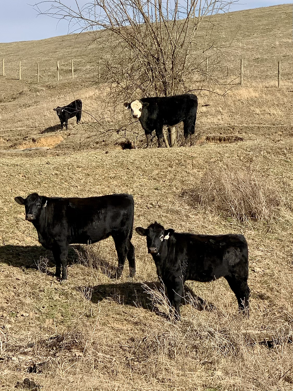 Thumbnail: Fancy Bred Heifers and Hereford Bull