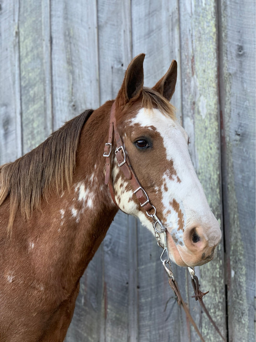Thumbnail: Comanche 