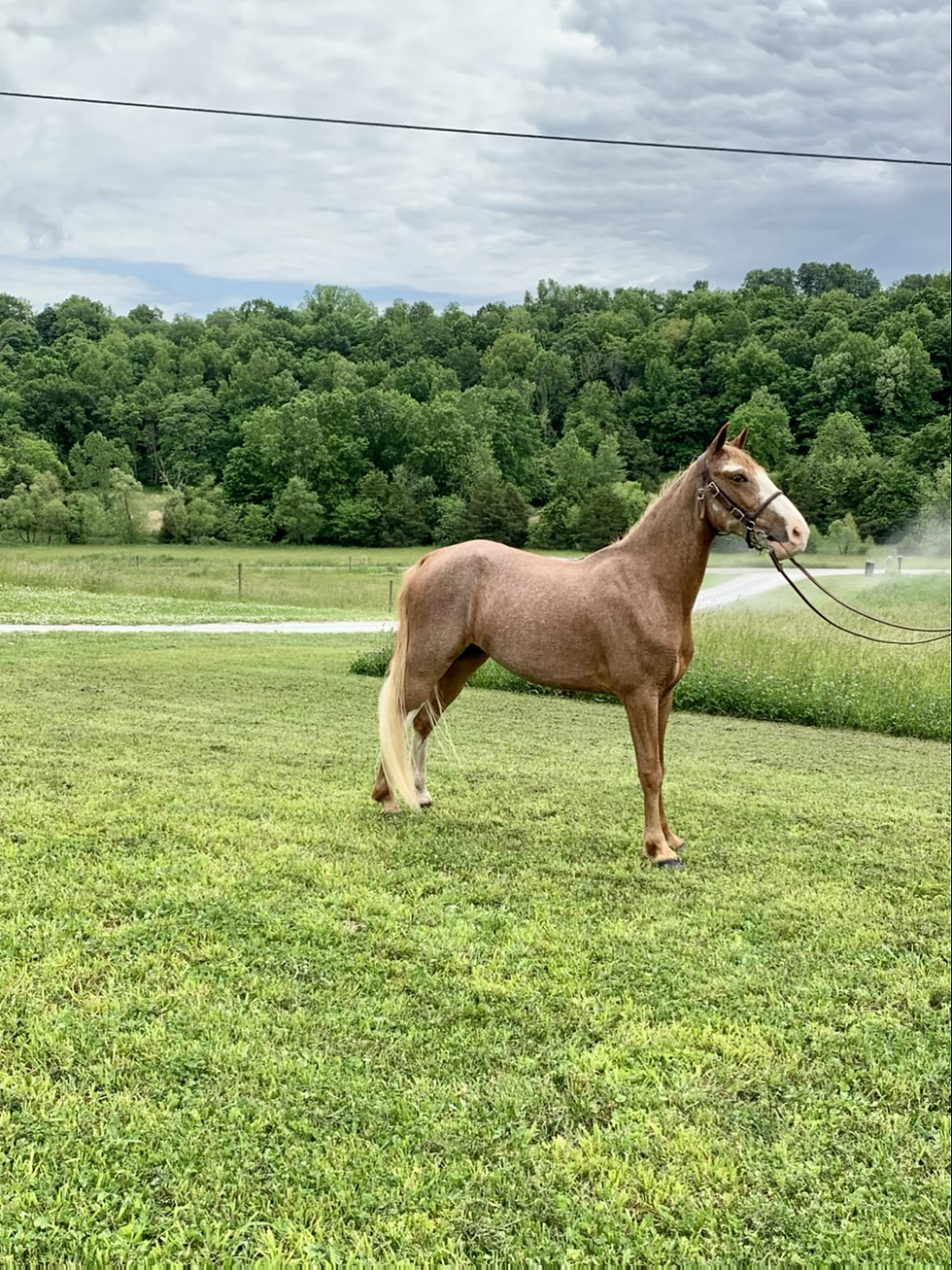 Thumbnail: Little Britches