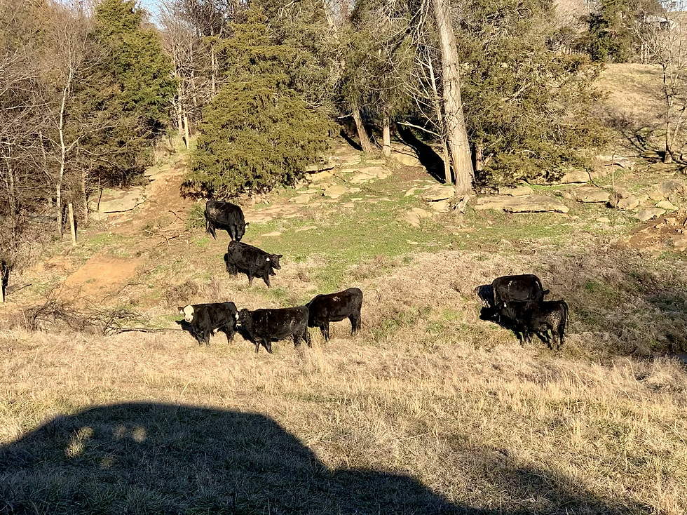 Thumbnail: Fancy Bred Heifers and Hereford Bull