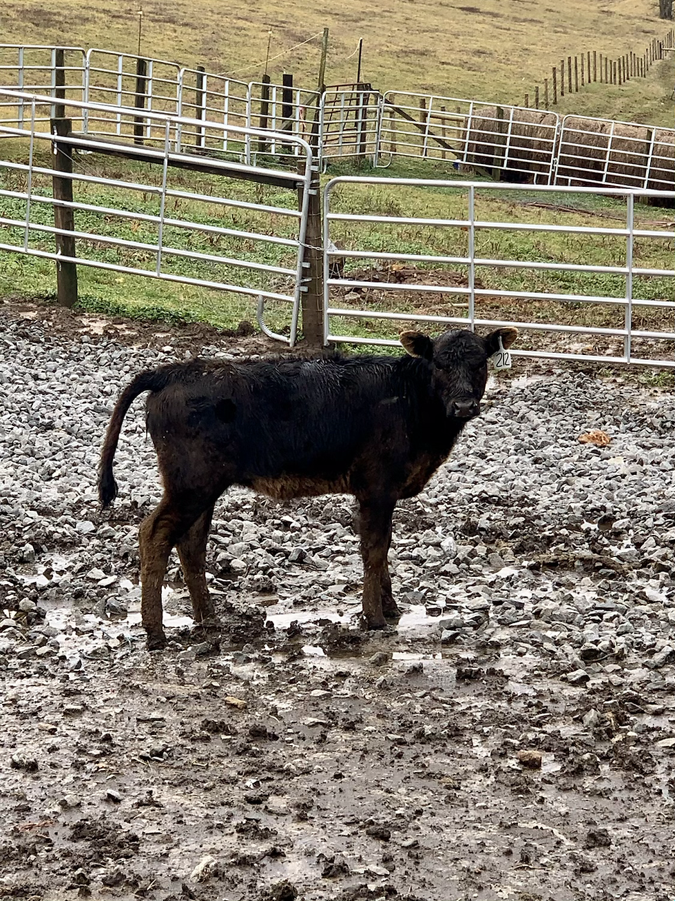 Thumbnail: Cattle