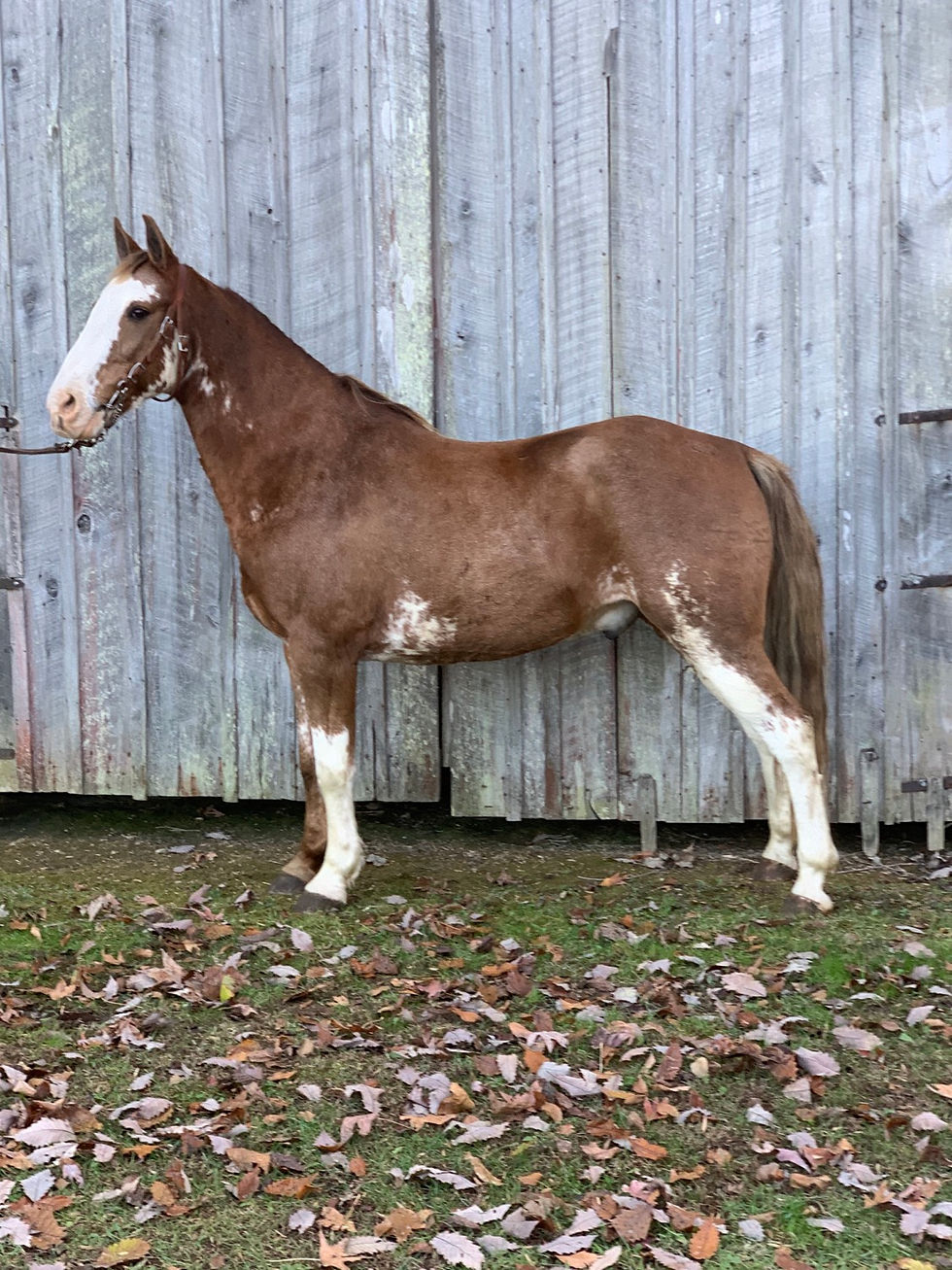 Thumbnail: Comanche 
