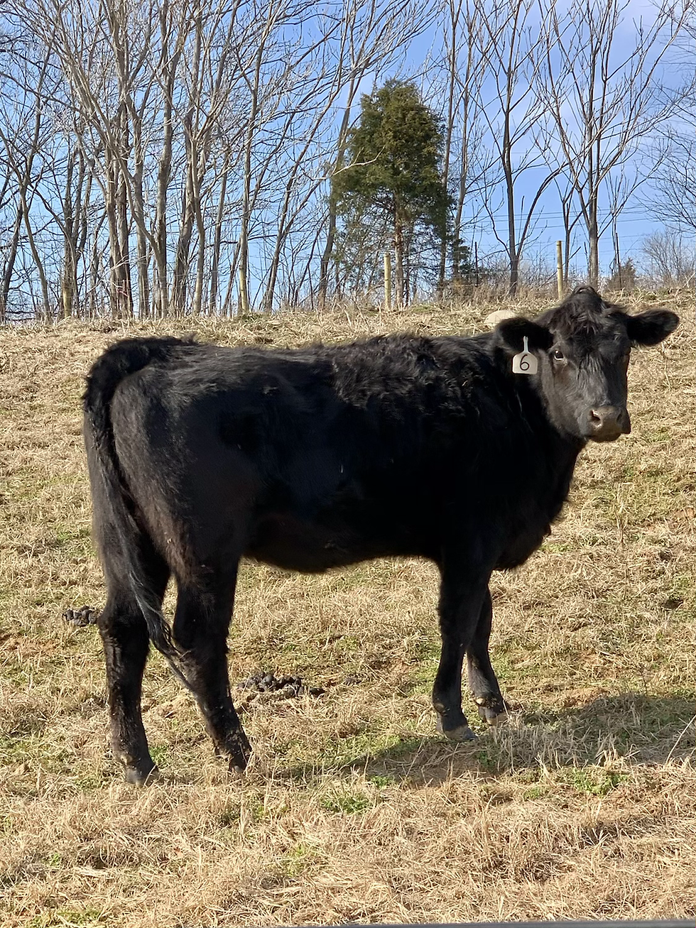 Thumbnail: Fancy Bred Heifers and Hereford Bull