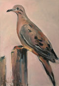 mourning dove