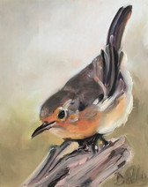 robin, bird