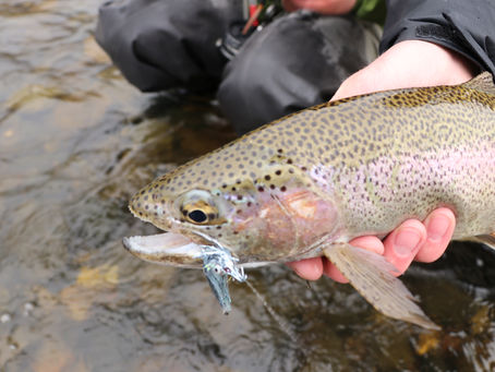 Upper Madison River Fishing Report 4/19/17