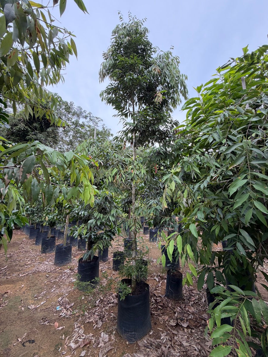Thumbnail: Mesua Ferrea (Pokok Penaga Lilin) nursery stock at Next Natures Urban Greenery farm, Malaysia — photo 5 of 5