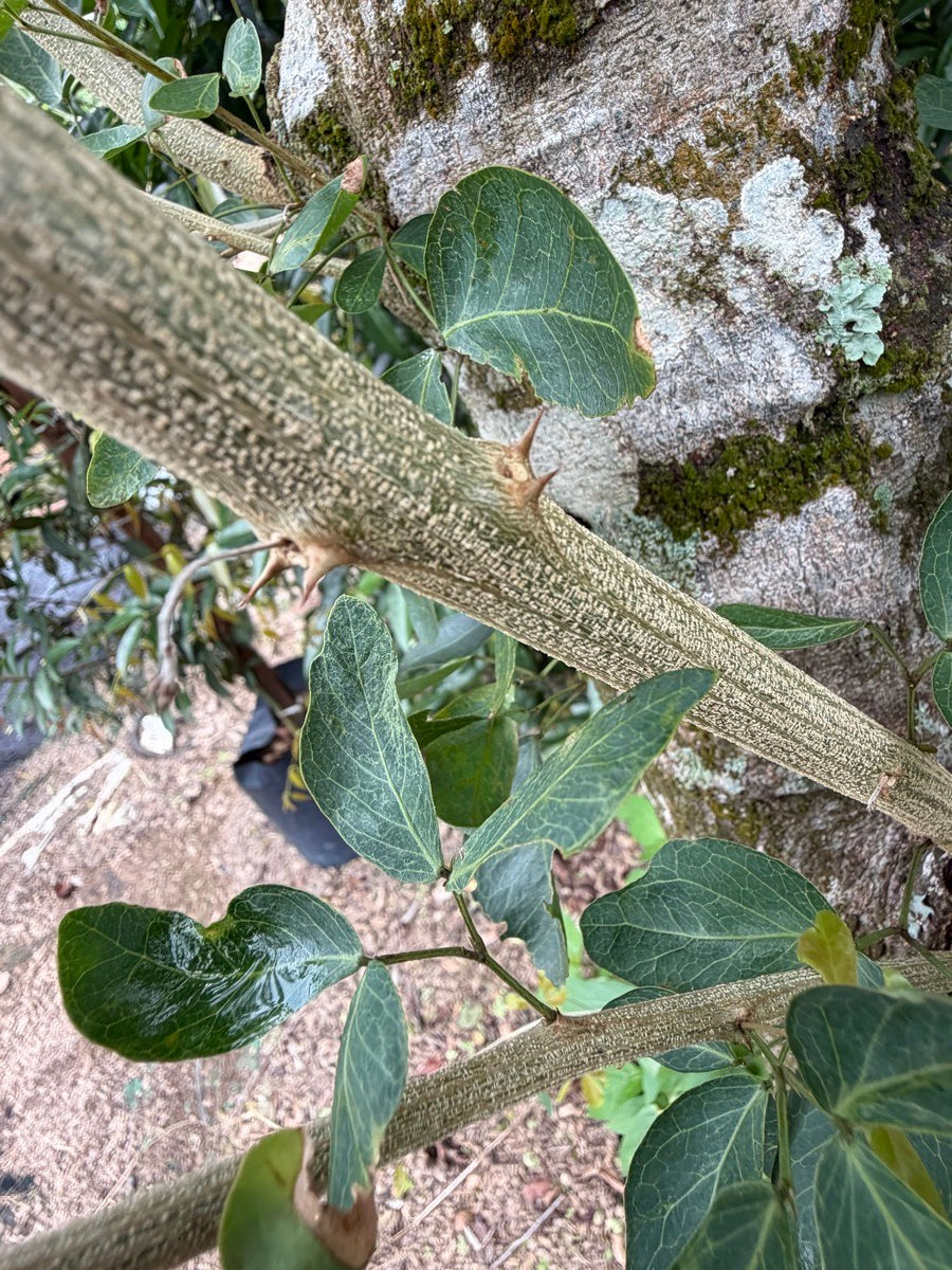 Thumbnail: Pithecellobium Dulce (Madras Thorn) nursery stock at Next Natures Urban Greenery farm, Malaysia — photo 7 of 8
