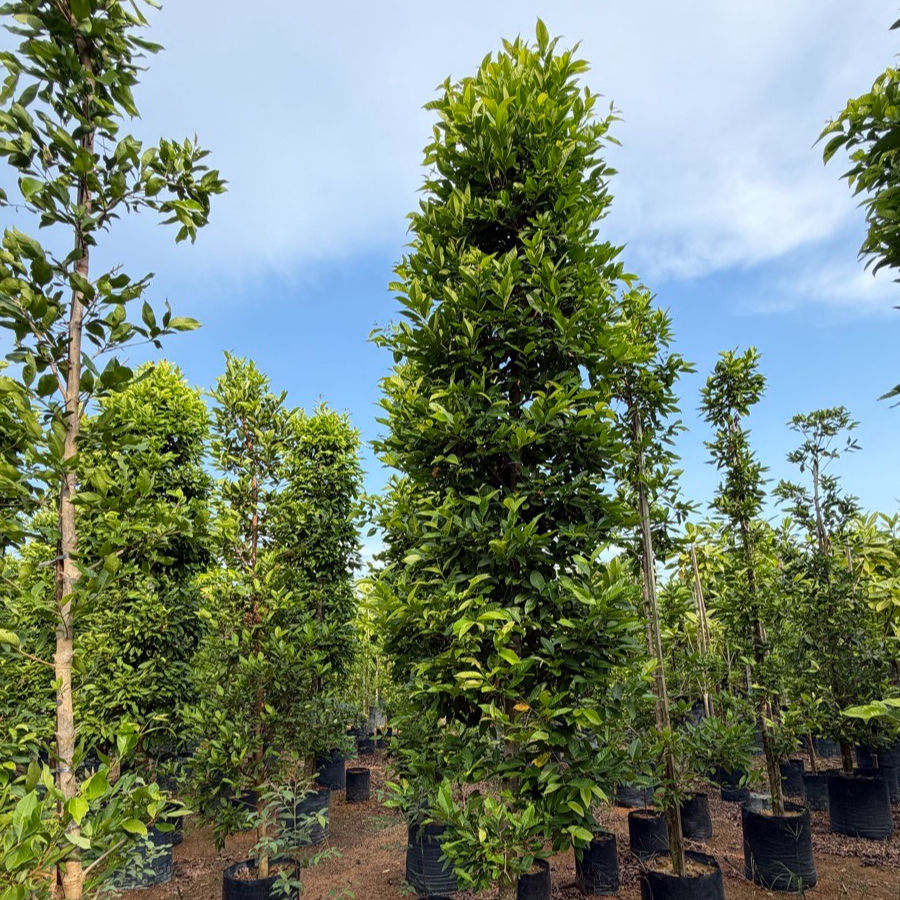 Syzygium polyanthum (Pokok Salam) mature evergreen shade tree in bags at the Next Natures farm
