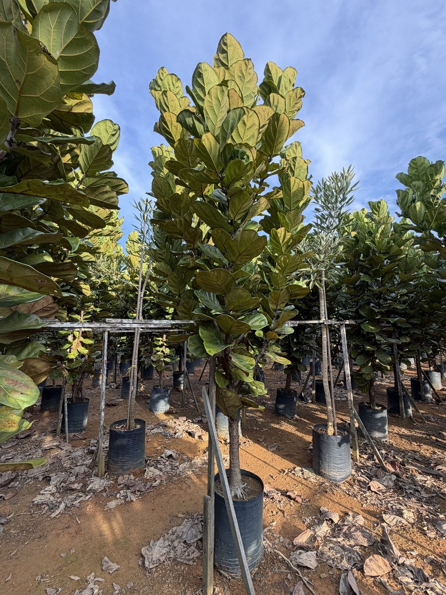Ficus Lyrata (Fiddle Leaf Fig) nursery stock at Next Natures Urban Greenery farm, Malaysia — photo 1 of 2