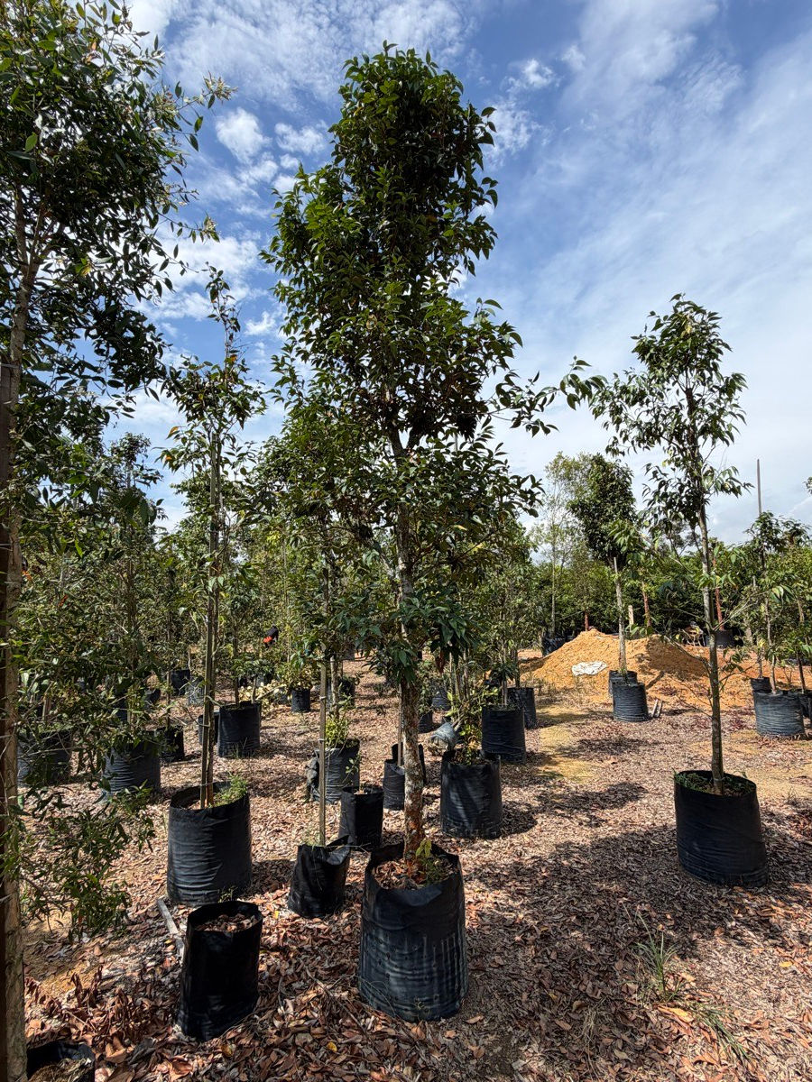 Thumbnail: Eugenia Gratum nursery stock at Next Natures Urban Greenery farm, Malaysia — photo 4 of 7