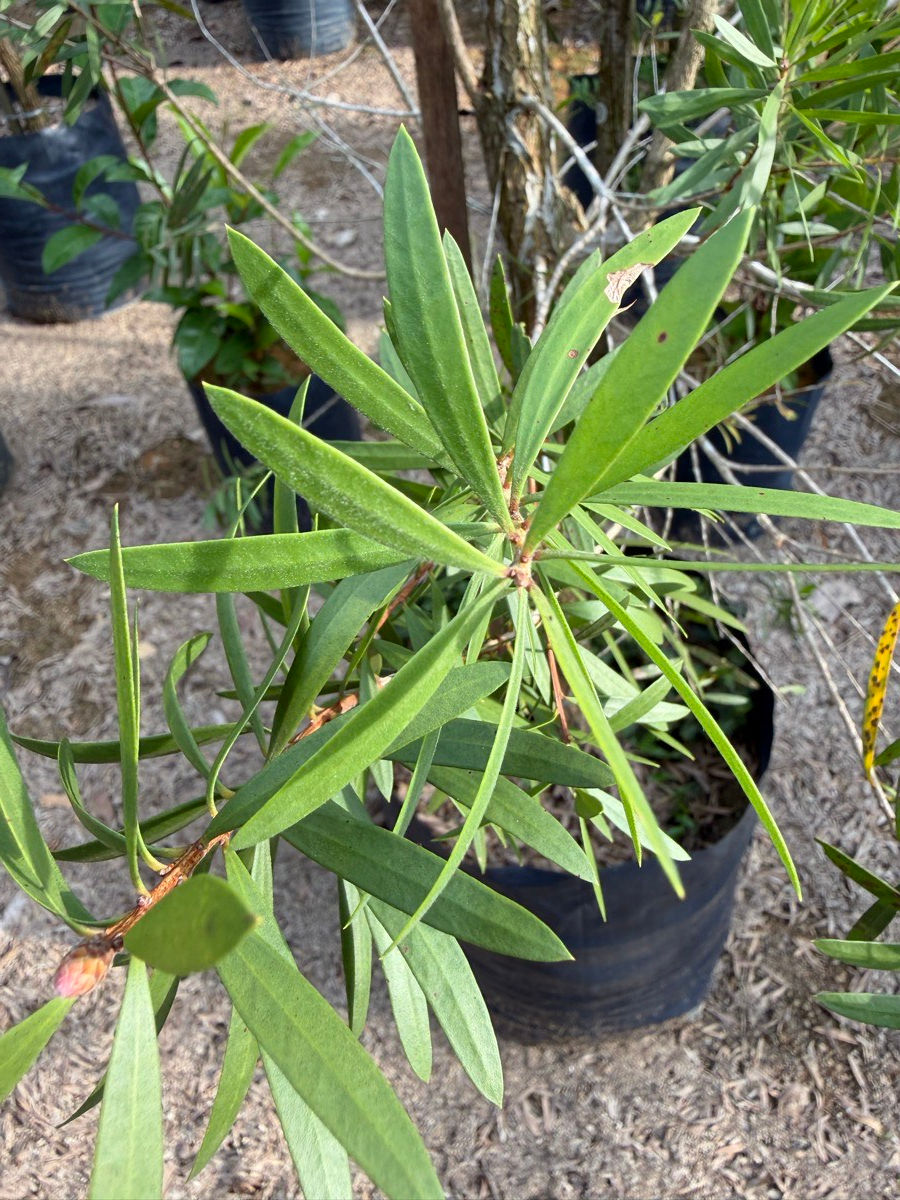 Thumbnail: Melaleuca Citrina (Bottlebrush) nursery stock at Next Natures Urban Greenery farm, Malaysia — photo 8 of 8