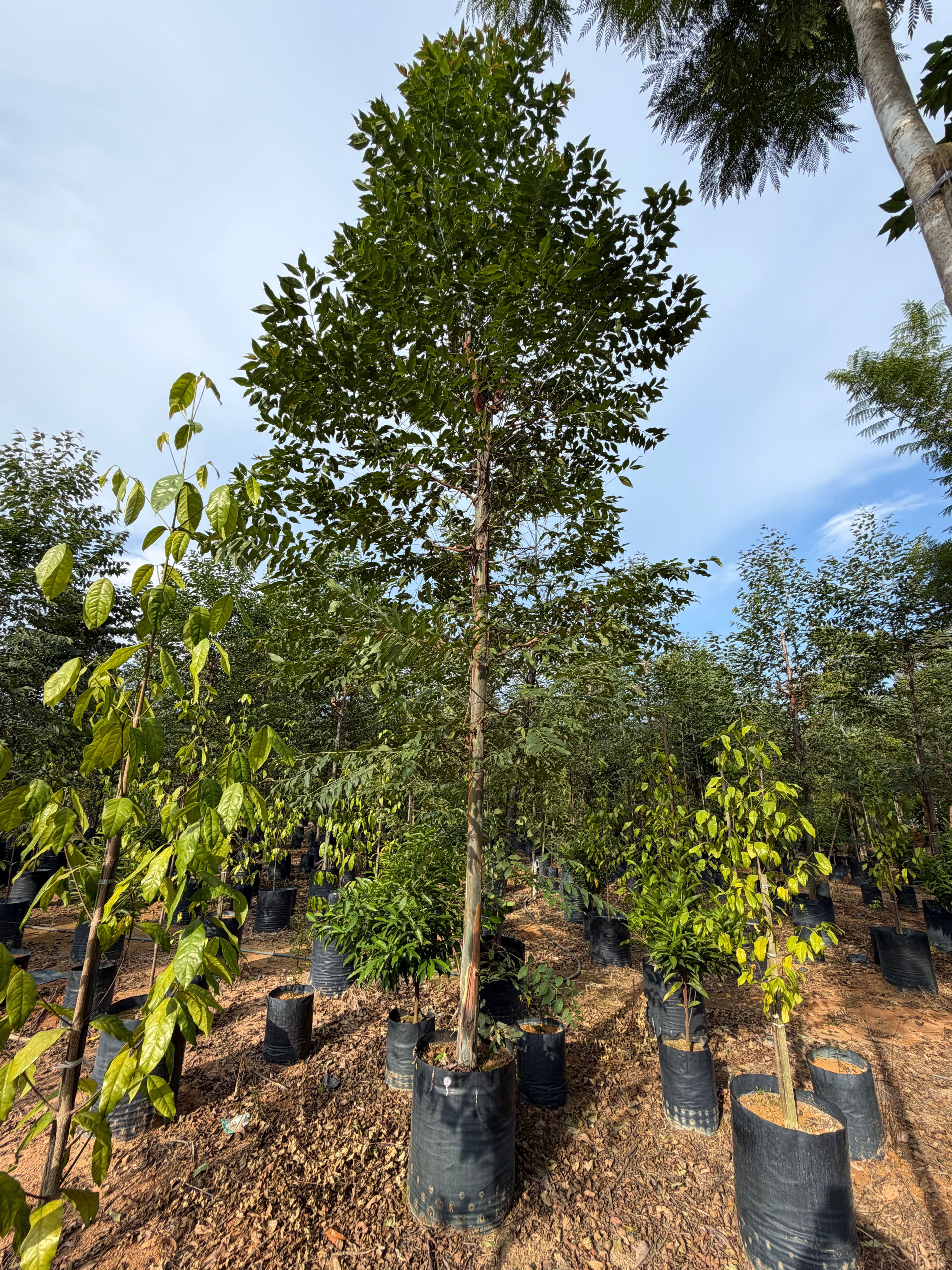 Eucalyptus Deglupta (Pokok Eucalyptus)