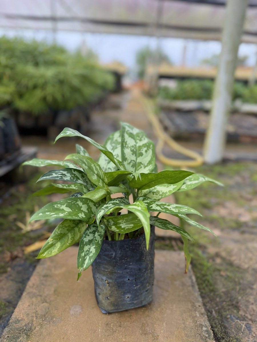 Thumbnail: Aglaonema Cultivars (Chinese Evergreen) nursery stock at Next Natures Urban Greenery farm, Malaysia — photo 3 of 4
