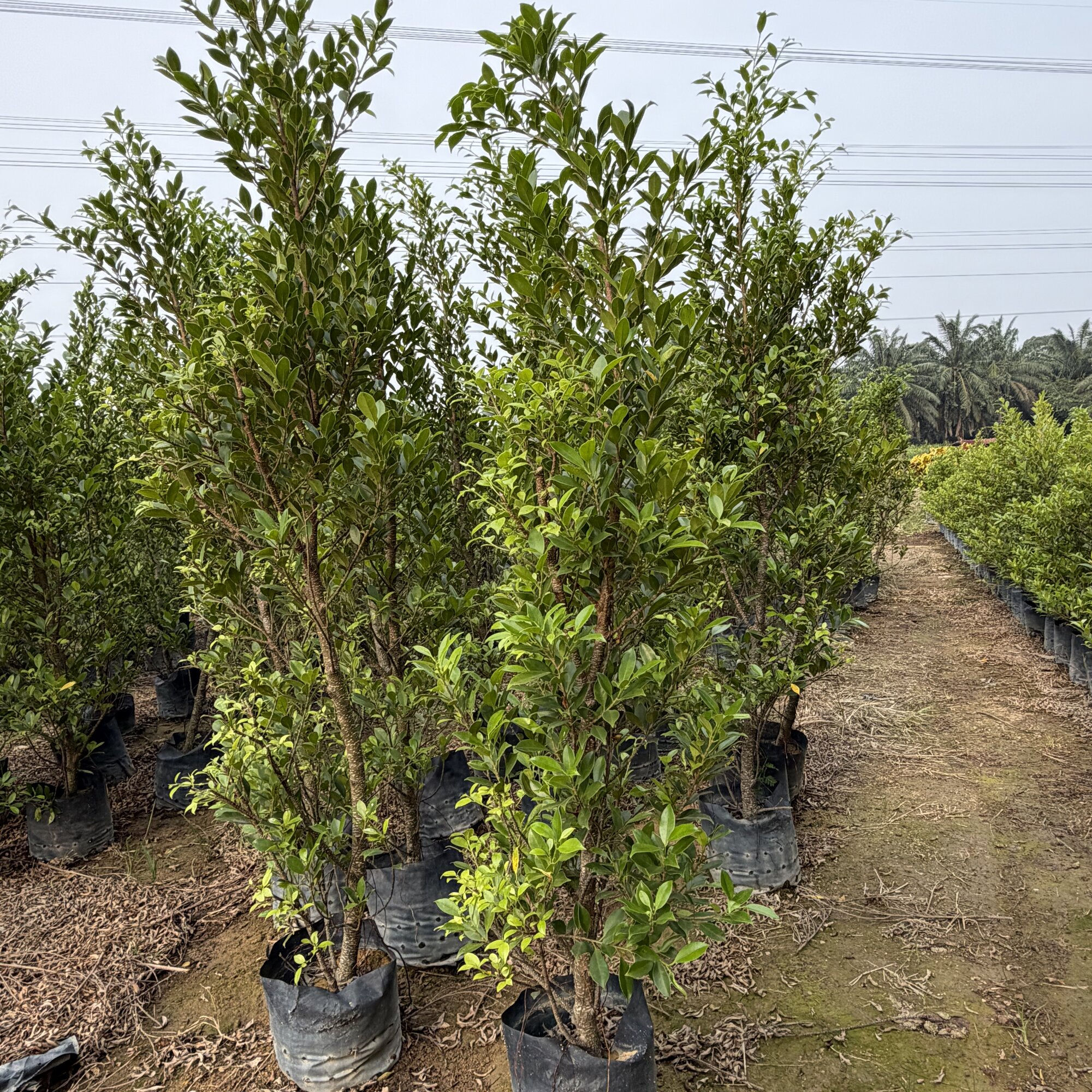 Ficus Microcarpa (Chinese Banyan) nursery stock at Next Natures Urban Greenery farm, Malaysia — photo 1 of 3