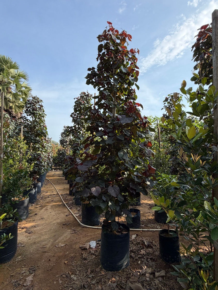 Thumbnail: Hibiscus Tiliaceus 'Purpurascens' (Purple Sea Hibiscus) nursery stock at Next Natures Urban Greenery farm, Malaysia — photo 5 of 7