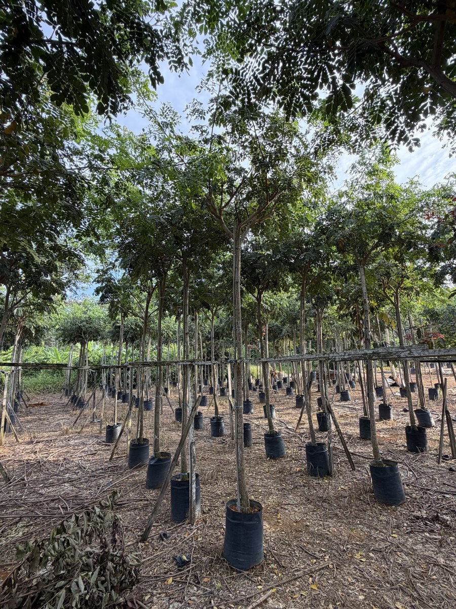 Thumbnail: Samanea Saman (Rain Tree) nursery stock at Next Natures Urban Greenery farm, Malaysia — photo 5 of 6