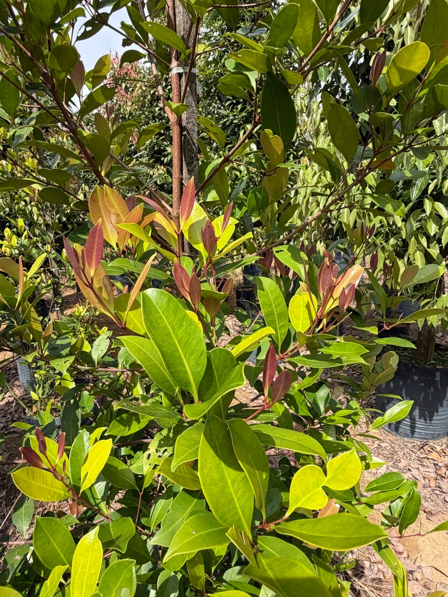 Thumbnail: Syzygium Glaucum nursery stock at Next Natures Urban Greenery farm, Malaysia — photo 6 of 6
