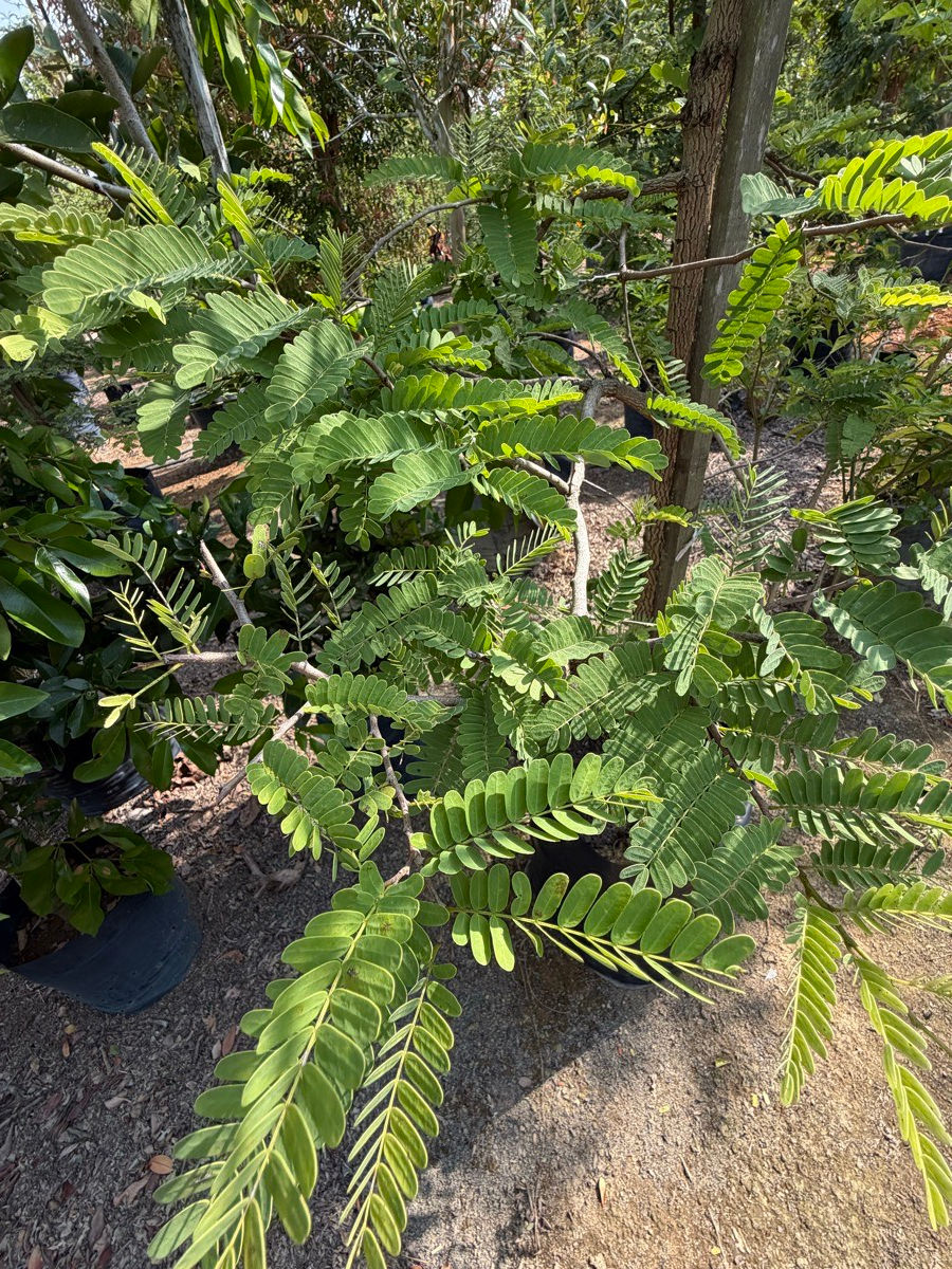 Thumbnail: Tamarindus Indica (Pokok Asam Jawa) nursery stock at Next Natures Urban Greenery farm, Malaysia — photo 6 of 6