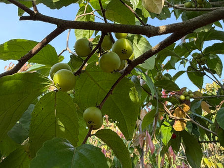 10 Mature Trees That Establish Fast in Malaysian Conditions