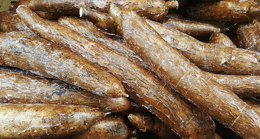 Manioc