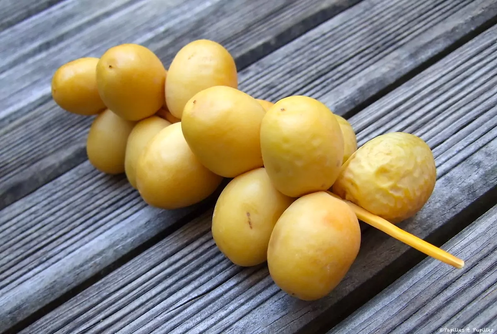 Dattes fraiches