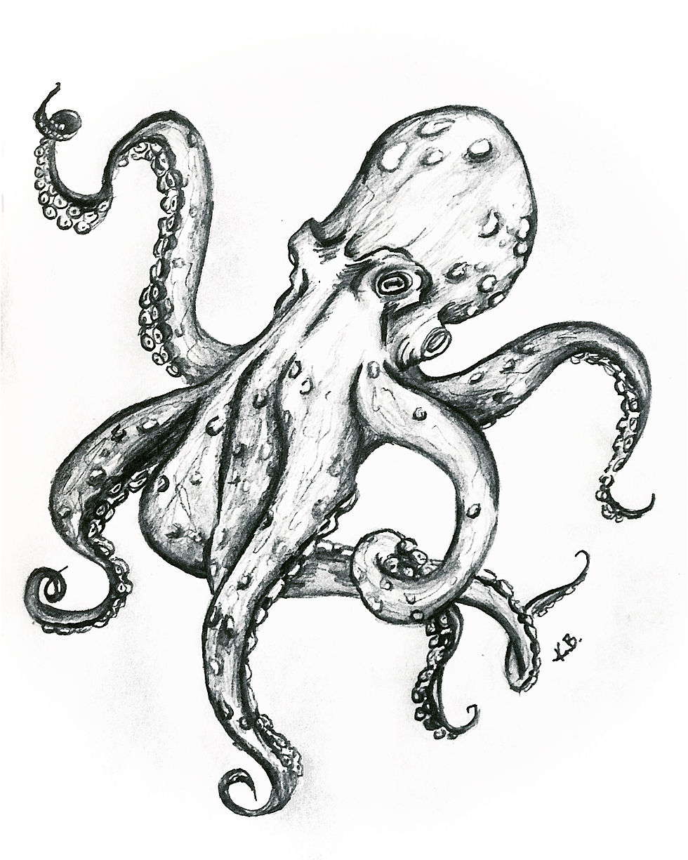 Octopus
