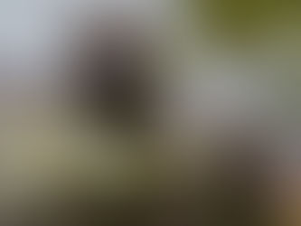 สุนัขพันธุ์ American XL Bully ถูกแบนในอังกฤษ