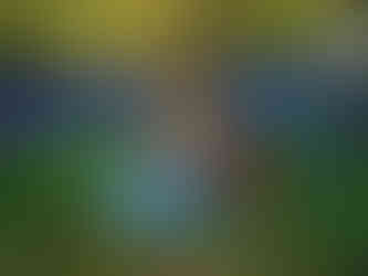 dreamy outdoor portraits in fields of flowers