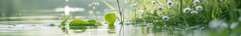 Frische grüne Blätter am Wasser für moderne Zellversorgung.