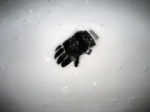 Lost Gloves of New York