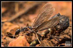 Ant & Termite