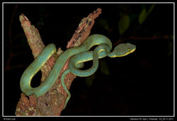 Bamboo Pit Viper
