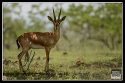 Chinkara