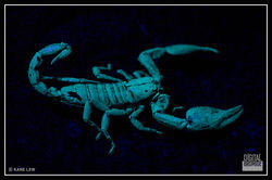 Scorpion in UV light