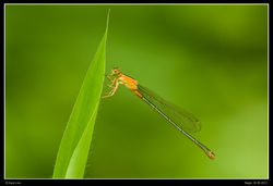 Damselfly
