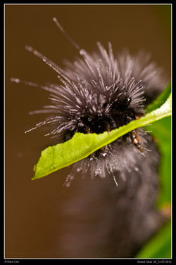 Wolly caterpillar