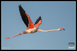 Greater Flamingo