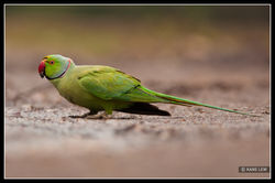 Rose Ringed Parakeet