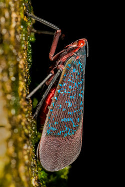 Lantern bug - Kalidasa