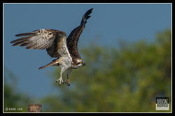 Osprey