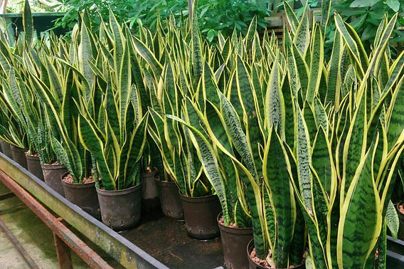 Thriving in the Rockies: Top Houseplants for Colorado's Climate